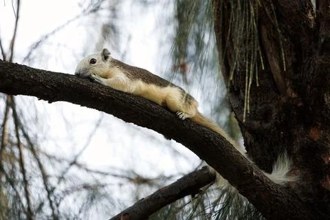 Squirrel lying on tree branch in green city park, shallow depth of field Stock Photos