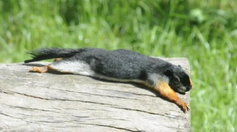 Squirrel lying in a tree trunk 스톡 동영상 566284