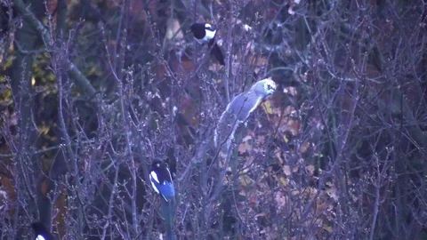 Squirrel &amp; Magpies share a tree top Stock Footage 76683191