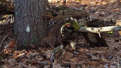 Squirrel - Maine Stock Footage 146199990