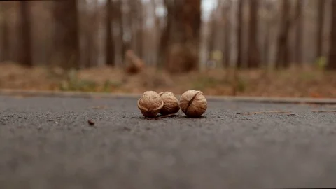 Squirrel makes a choice between three walnuts 스톡 동영상 120170316