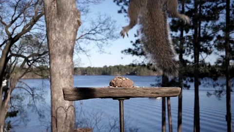 Squirrel makes dramatic leap. Video stock 148675512
