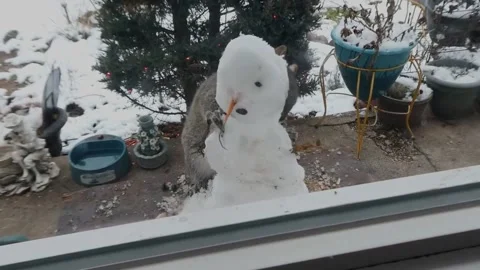 Squirrel Makes Snowman, Crest Hill, Illinois, USA - 01 Jan 2024 Stock Footage 299952387
