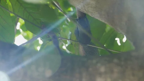 Squirrel in Malaysia Stock Footage 85626021