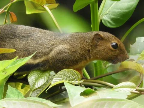 Squirrel Malaysia Stock Photos