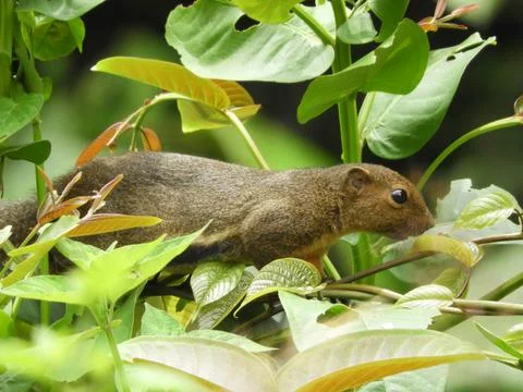 Squirrel Malaysia Stock Photos