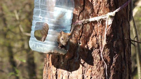 Squirrel in a manger Video stock 23236880