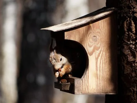 Squirrel in the manger. Shedding squirrels in spring. Stock Photos