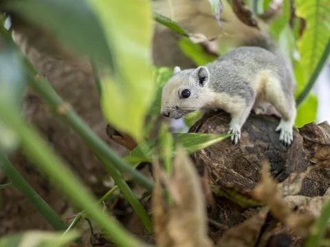 A squirrel on mango tree in garden Stock Photos