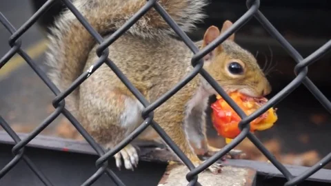 Squirrel on Manhattan 動画素材 85368036