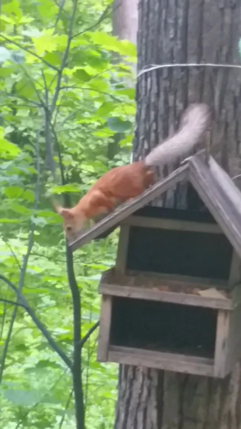 Squirrel in the maple forest Stock Footage 231401258
