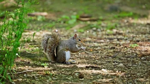 Squirrel in Meadow with Floating Sparkling Particles Stock Footage 330234254