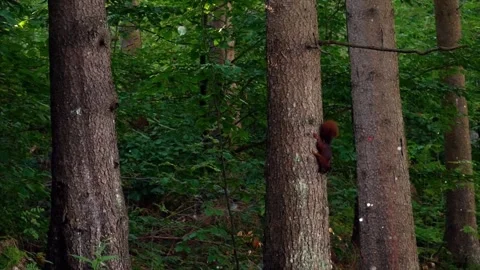 Squirrel in Meadow with Floating Sparkling Particles 스톡 동영상 330234394