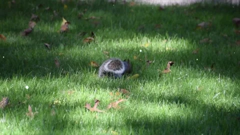 Squirrel in Meadow with Floating Sparkling Particles Video stock 330234558