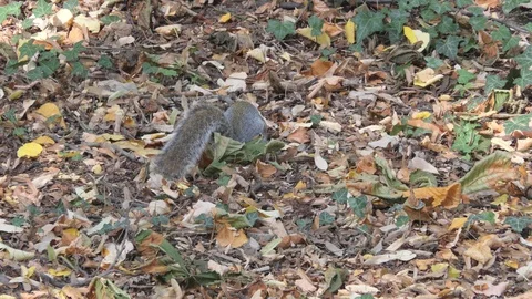Squirrel in the meadow with leaves Stock-Footage 119814839