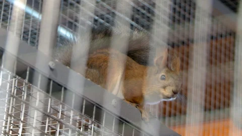 Squirrel in a metal cage view Stock Footage 108070328