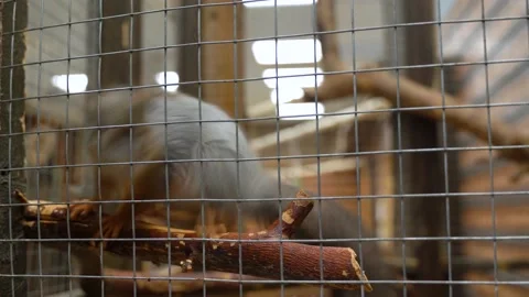 Squirrel in a metal cage view Video stock 164820572