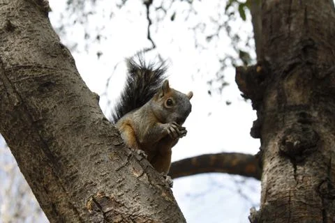 Squirrel in mexico park Stock Photos