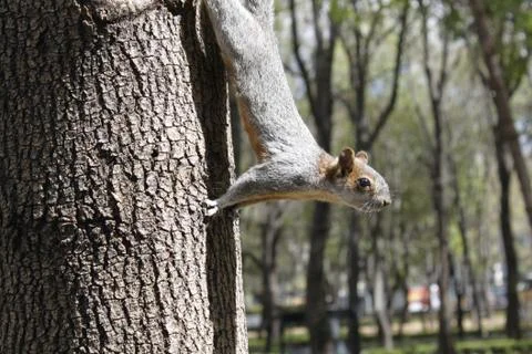 Squirrel in mexico Stock Photos