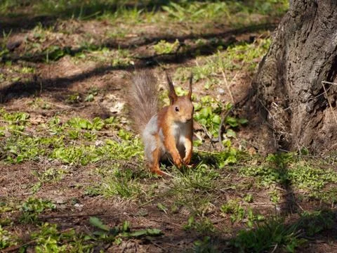 Squirrel molts. A squirrel sits on the ground near a tree. Stock Photos