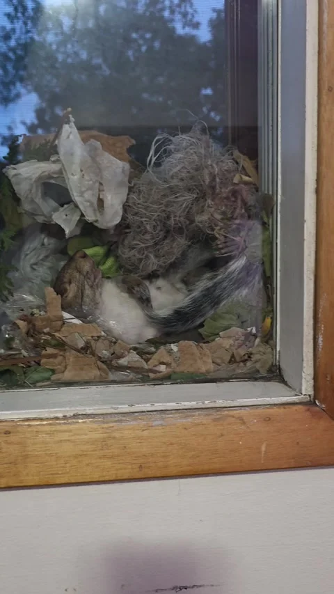 Squirrel Mom Builds a Nest for Her Babies Against Window, Mississauga, Ontario,  库存影片 345603632