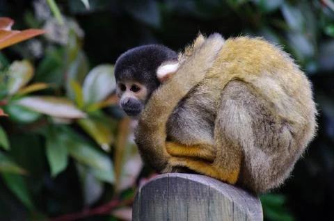 Squirrel monkey alone Stock Photos