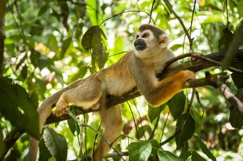 Squirrel Monkey in the Amazon Rainforest of Lago Agrio, Ecuador Foto stock