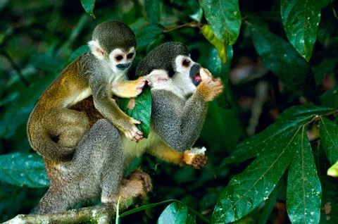 Squirrel monkey in amazon rainforest Stock Photos