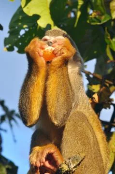 Squirrel monkey in amazon rainforest Foto stock