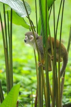 Squirrel monkey in amazon rainforest Stock Photos