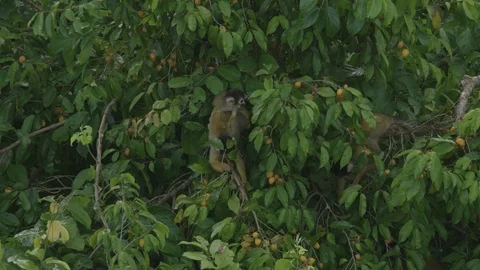 Squirrel Monkey with baby on back feeding on yellow fruit Stock Footage 116652527
