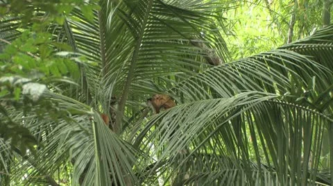Squirrel monkey with baby Stock Footage 8945323