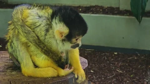 Squirrel monkey with baby Stock Footage 244990459