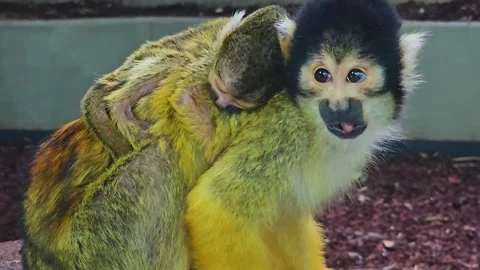 Squirrel monkey with baby Stock Footage 244990615