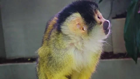 Squirrel monkey with baby Stock Footage 244990656