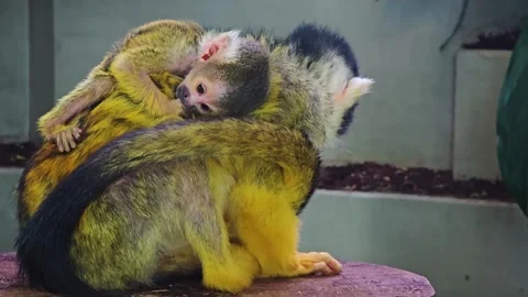 A Squirrel monkey with baby  Stock Footage 245029721
