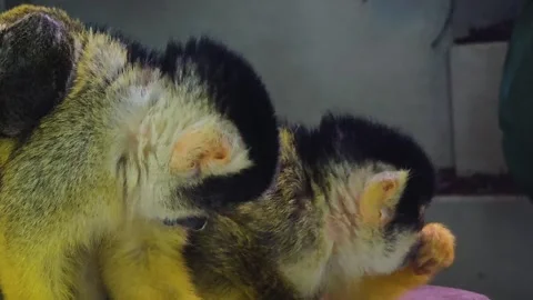 A Squirrel monkey with baby  Stock Footage 245029894
