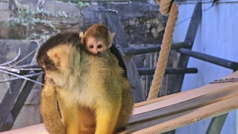 A Squirrel monkey with baby Stock Footage 273834272