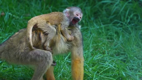 A Squirrel monkey with baby Stock Footage 275548918