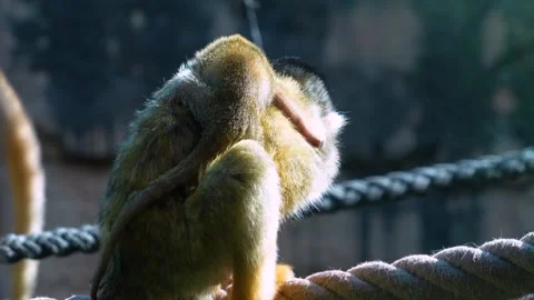 A Squirrel monkey with baby Stock Footage 275549683