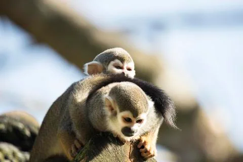 Squirrel monkey with baby Stock Photos