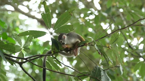 Squirrel Monkey Balancing on Branch in Sunlit Amazon Canopy Stock Footage 334963780