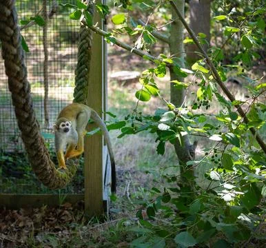 Squirrel monkey balancing on a thick rope surrounded by green trees Stock Photos