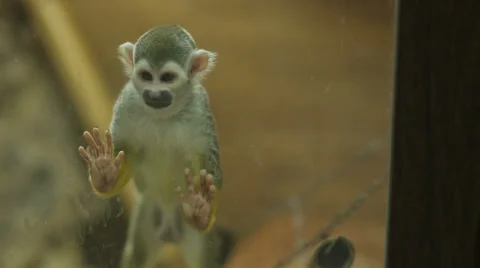 Squirrel Monkey Behing Glass Stock Footage 39767974