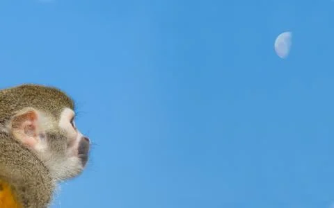 Squirrel monkey on branch and blue sky Stock Photos