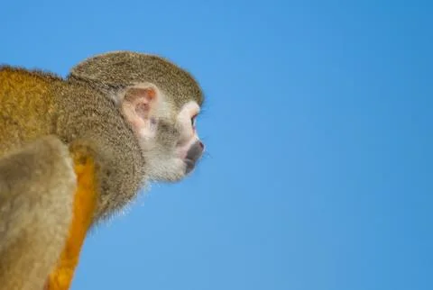 Squirrel monkey on branch and blue sky Foto stock