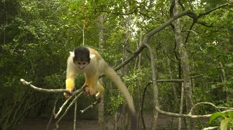 Squirrel monkey on branch Stock Footage 10979945