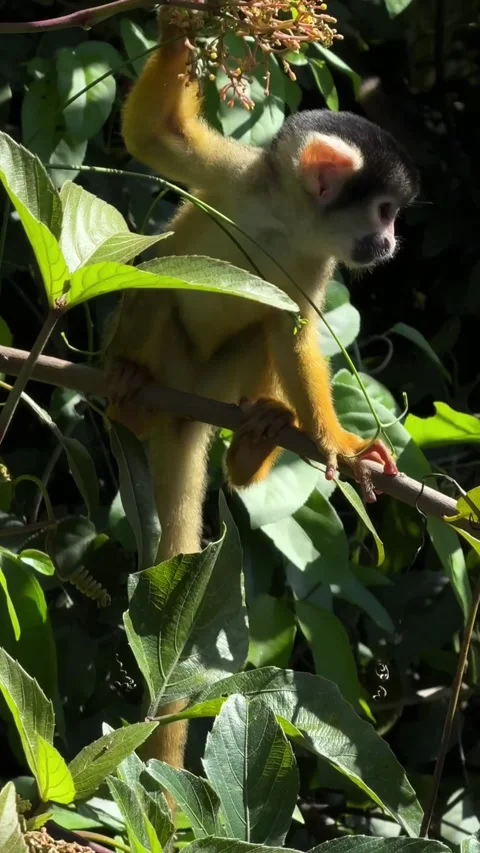 Squirrel Monkey on Branch in Pampas de Yacuma Bolivia Stock Footage 344057555