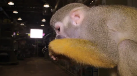 Squirrel monkey in the cage 스톡 동영상 23227602