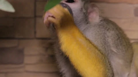 Squirrel monkey in the cage 스톡 동영상 23227607